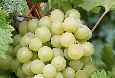 vitis-interlaken-seedless-white-grape-1