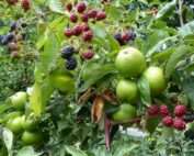 Ronce sans épine à gros fruits