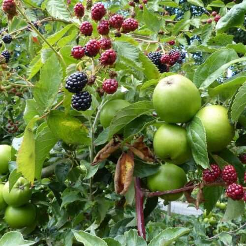 Ronce sans épine à gros fruits