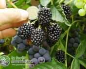 Ronce sans épine géante de la forêt nourricière N°1