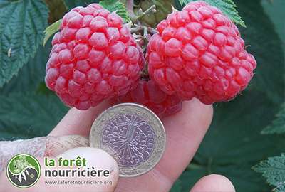 framboise géante himbo