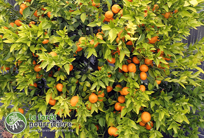Citrus CHANGSHA (3)