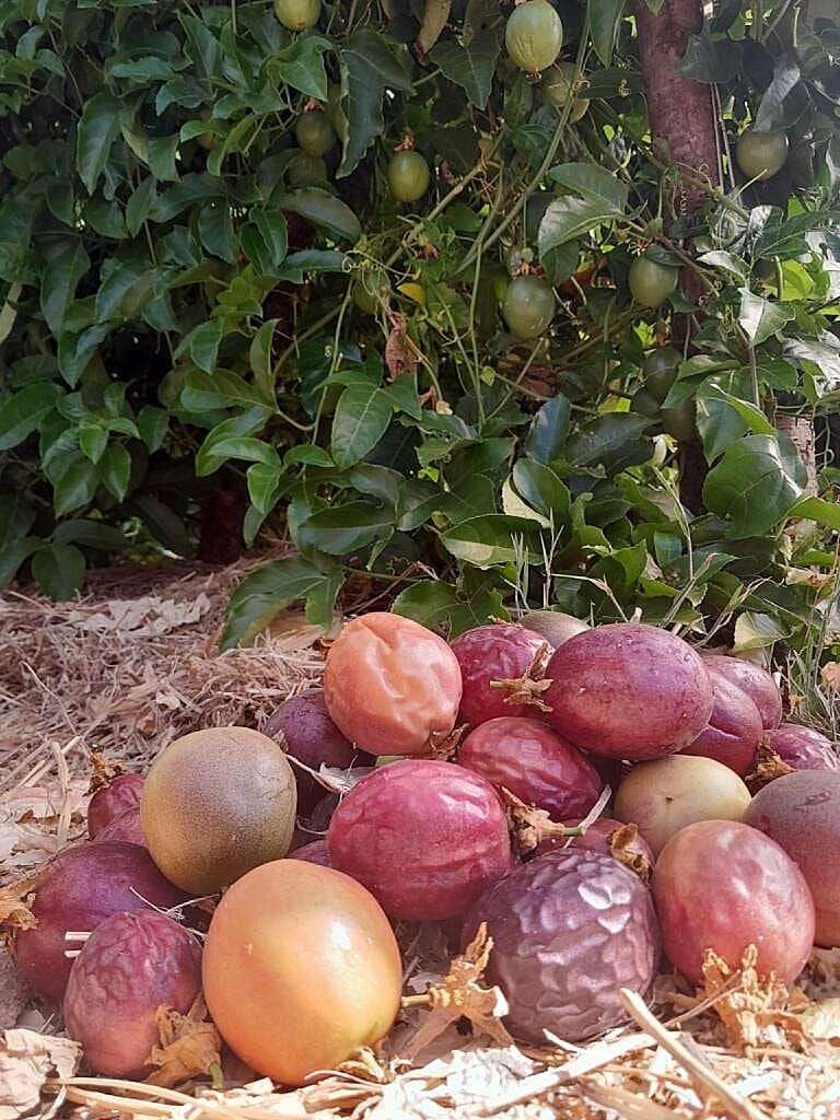 Fruit de la passion breiz tehani
