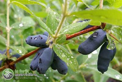 Lonicera-2
