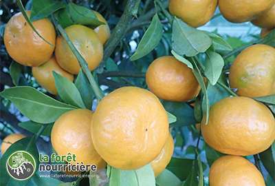 MANDARINE - SATSUMA - Fruit (8)