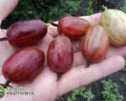 groseille a maqueraux xenia