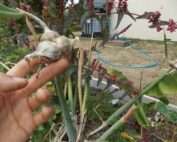 Oignon rocambole d'Égypte