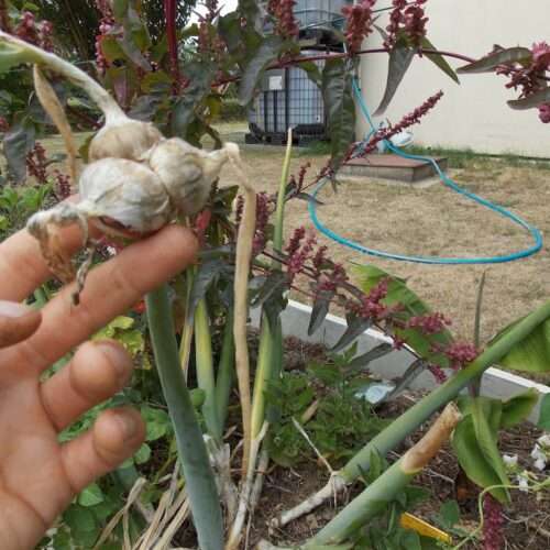 Oignon rocambole d'Égypte