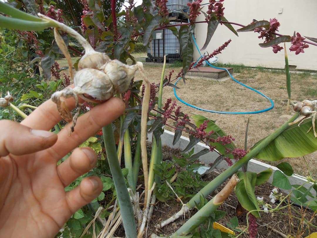 Oignon rocambole d'Égypte