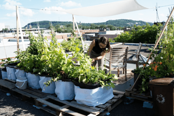 permaculture-urbaine-en-pot