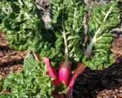 Poiré rouge, bette à cardes rouge