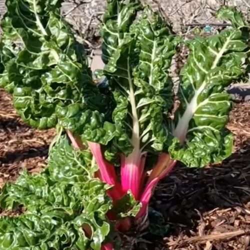 Poiré rouge, bette à cardes rouge