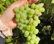 raisin interlaken seedless