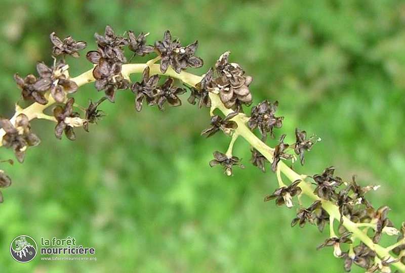 anrederacordifolia seeds