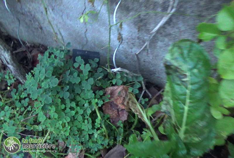 oca-du-perou-bletttes