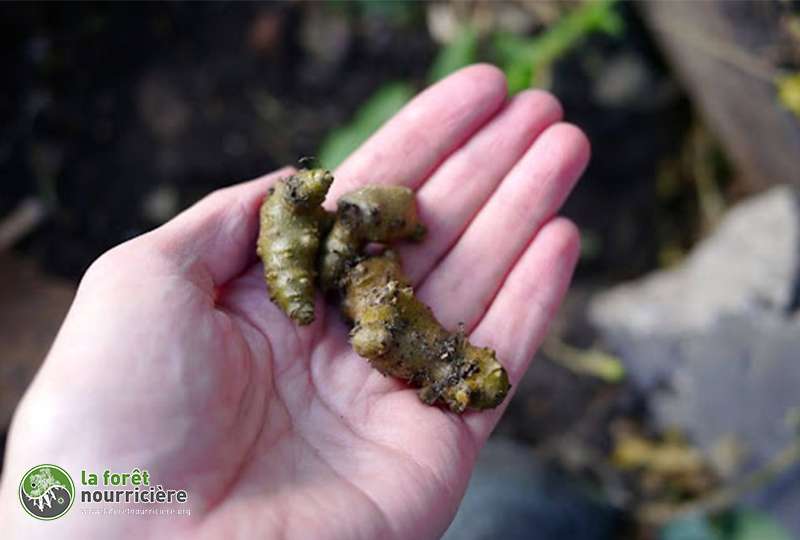 petite-racine-liane-madere