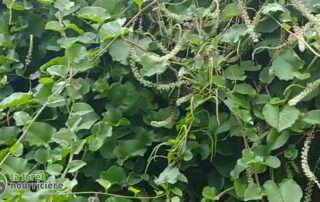 photo_couverture_liane de madère