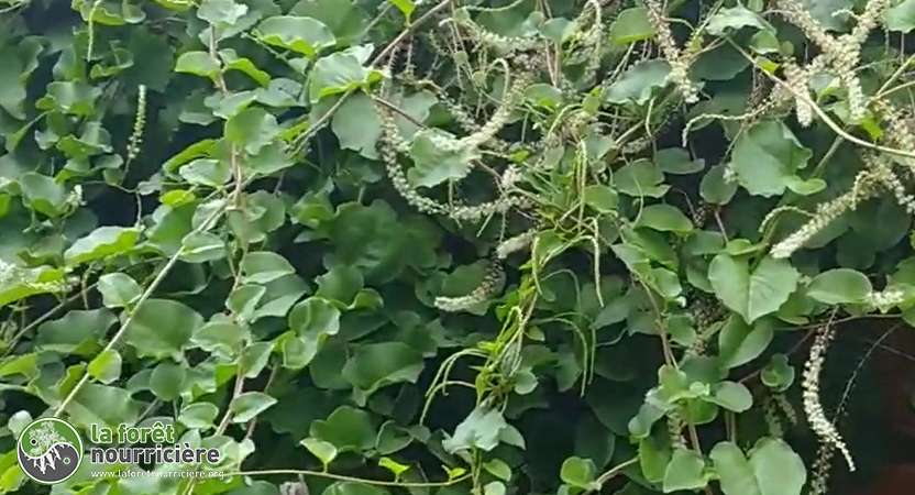 photo_couverture_liane de madère