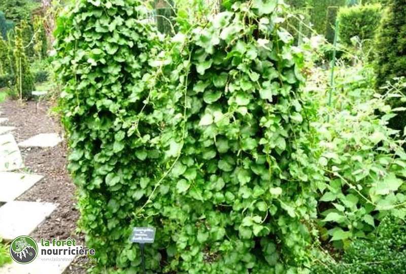 rendement-liane-madere