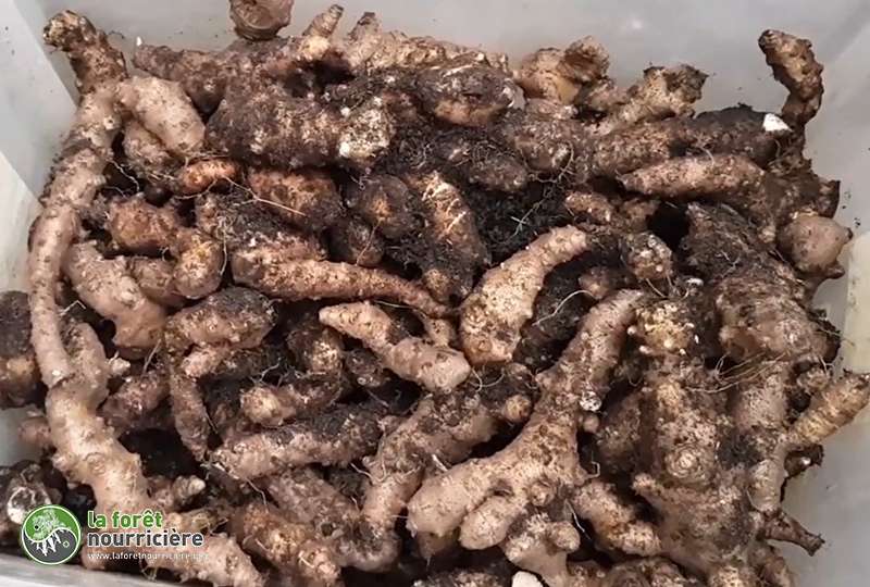 rendement-liane_madere