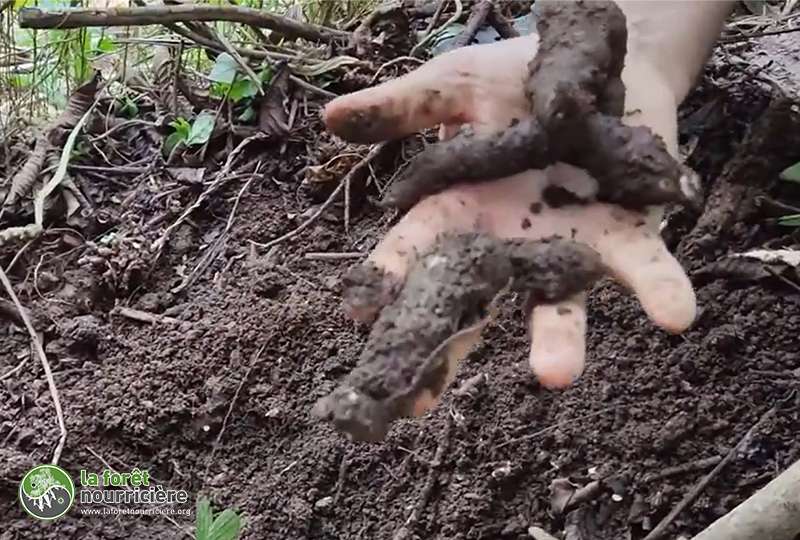 tubercules-liane-de-madere