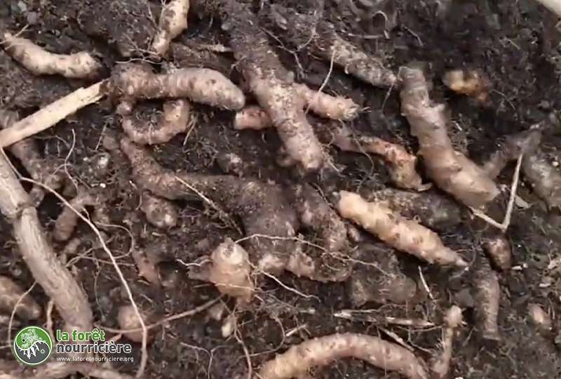 tubercules-souterains-liane-madere