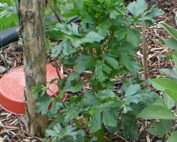 celeri-vivace-a-couper-apium-graveolens
