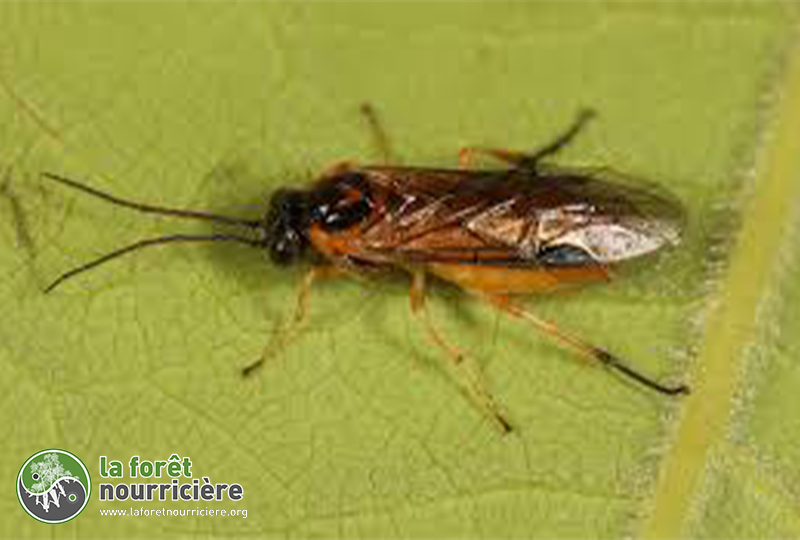 Euura ribesii tenthrède du groseiller