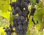 Raisin ONTARIO