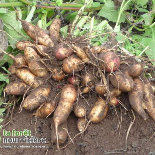 Yakon-poire de terre racines