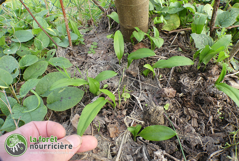 ail des ours sous figuier casseille