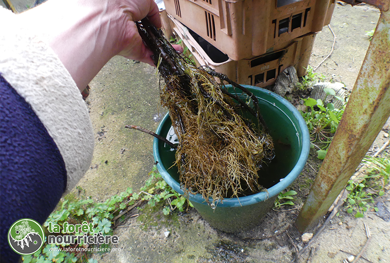 casseille bouture à l_eau