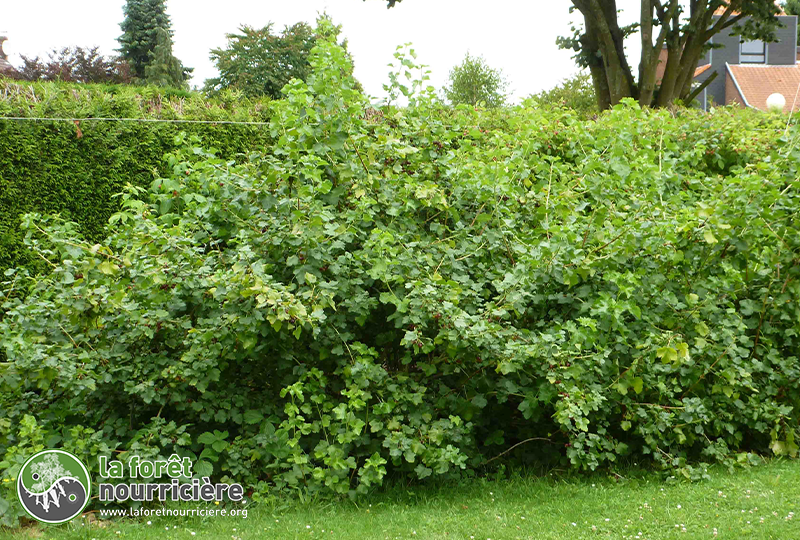 casseille-buisson-vue-ensemble