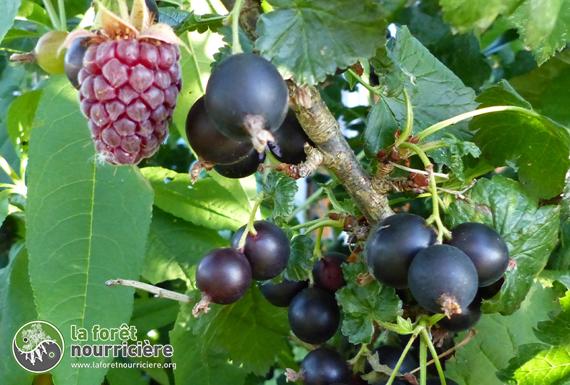 casseille et tayberry