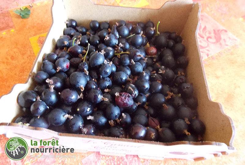 Récolte, rendements et dégustation