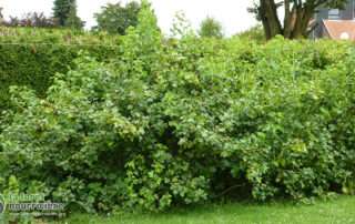 couverture-casseille