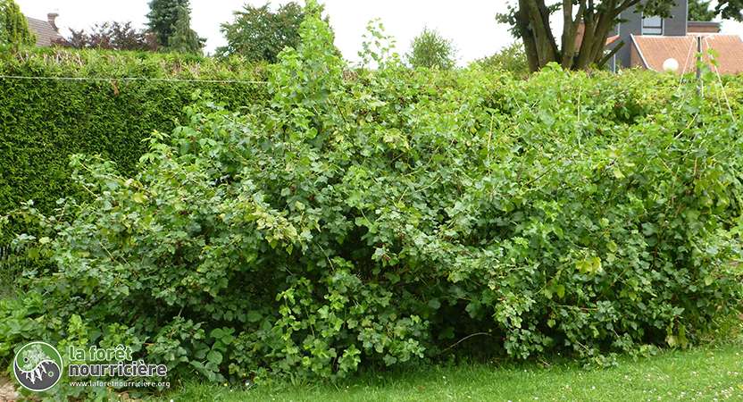 couverture-casseille