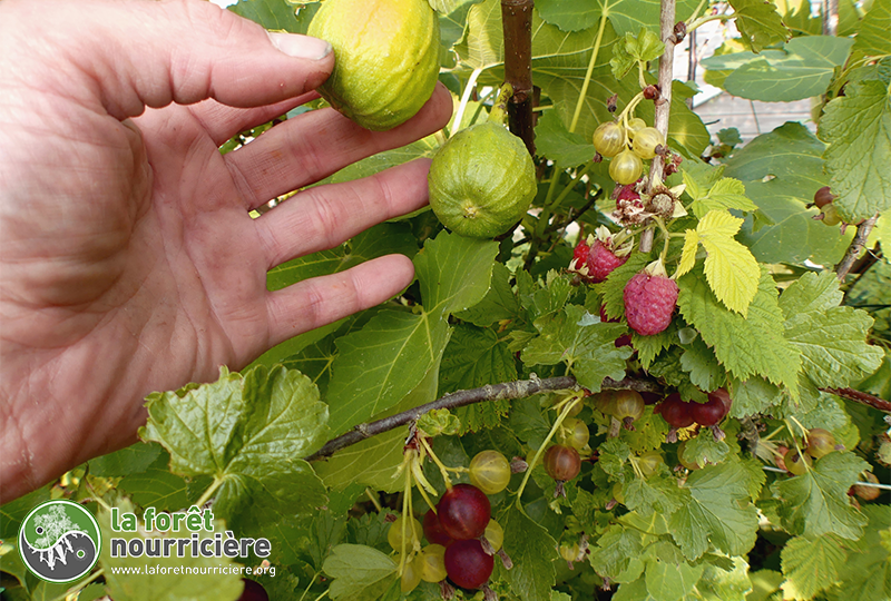 figue-casseille-framboise tardive himbotop