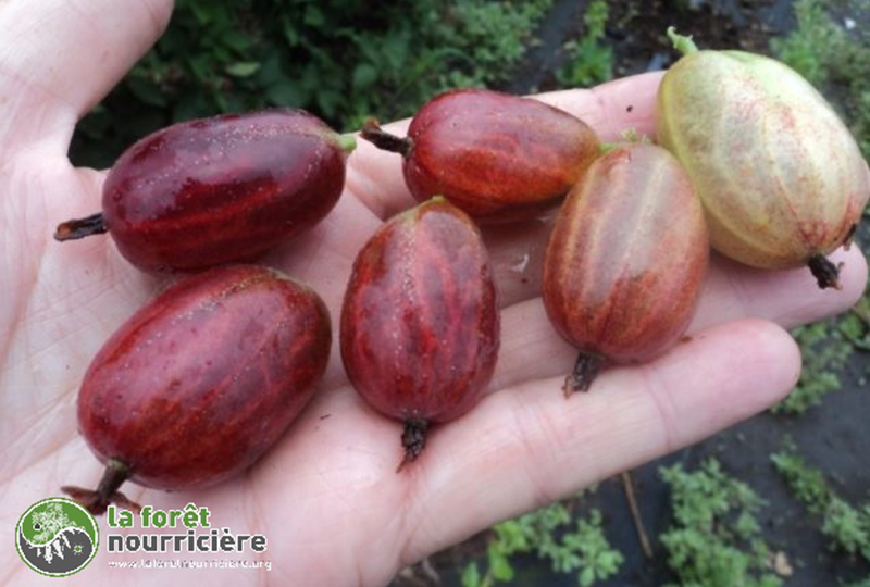 groseille-à-maquereau-xenia