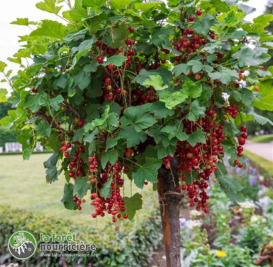 groseiller-arborescent