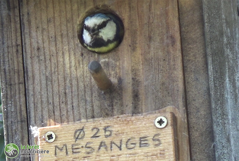 mésange nichoire