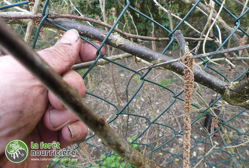 palissage-la-foret-nourriciere