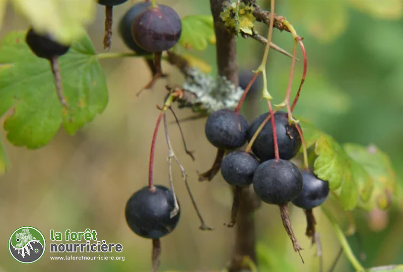 ribes-divaricatum