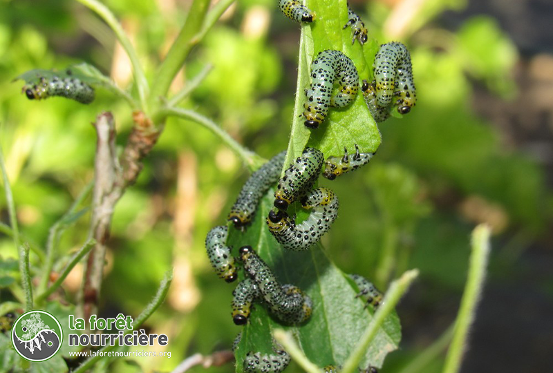 thentrède du groseiller