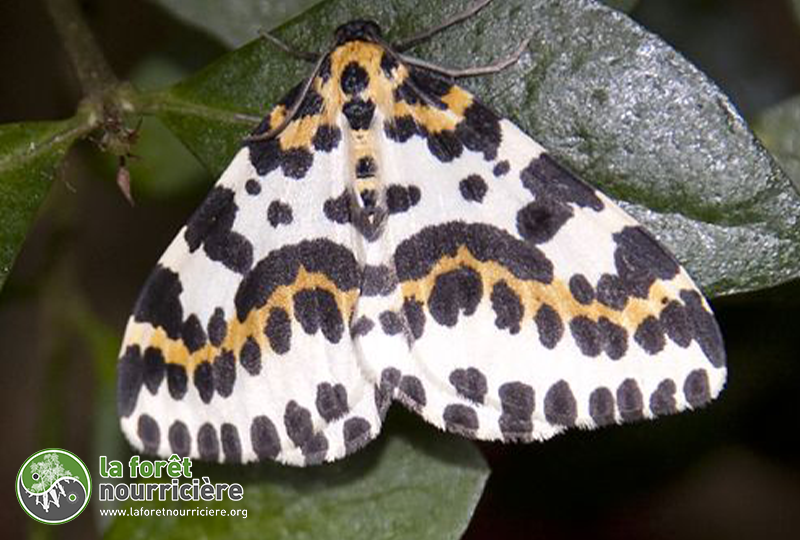 zérene Abraxas_grossulariata