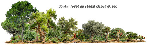 Jardin-forêt en climat chaud et sec.