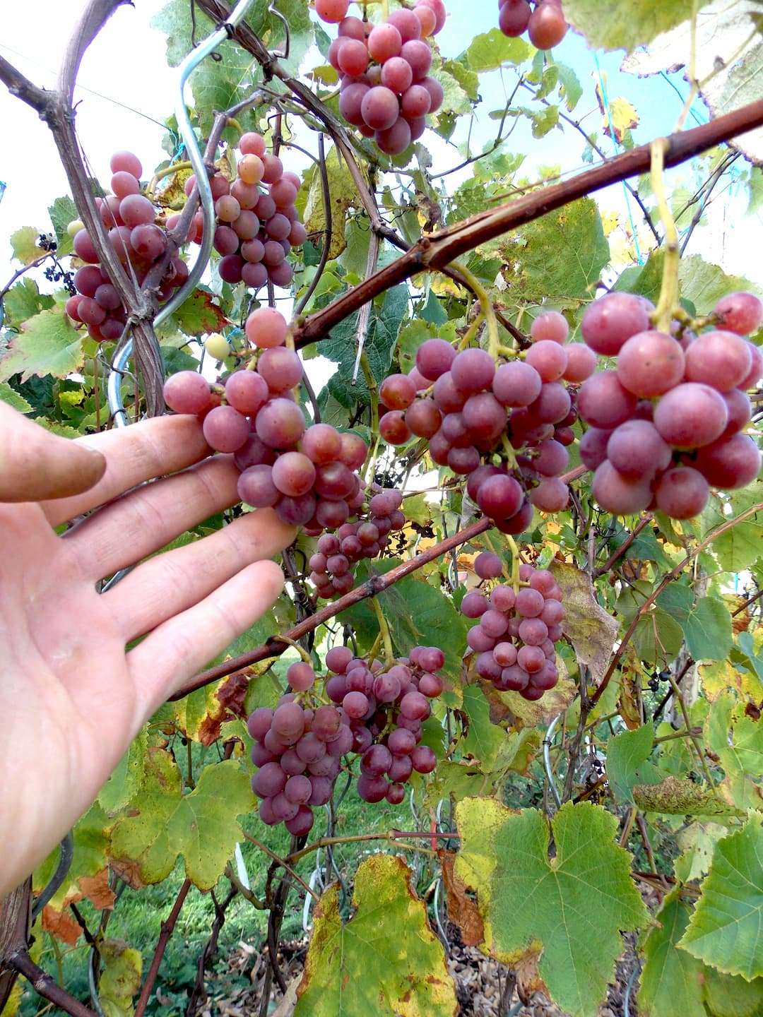 Raisin rose "Cunnigham"