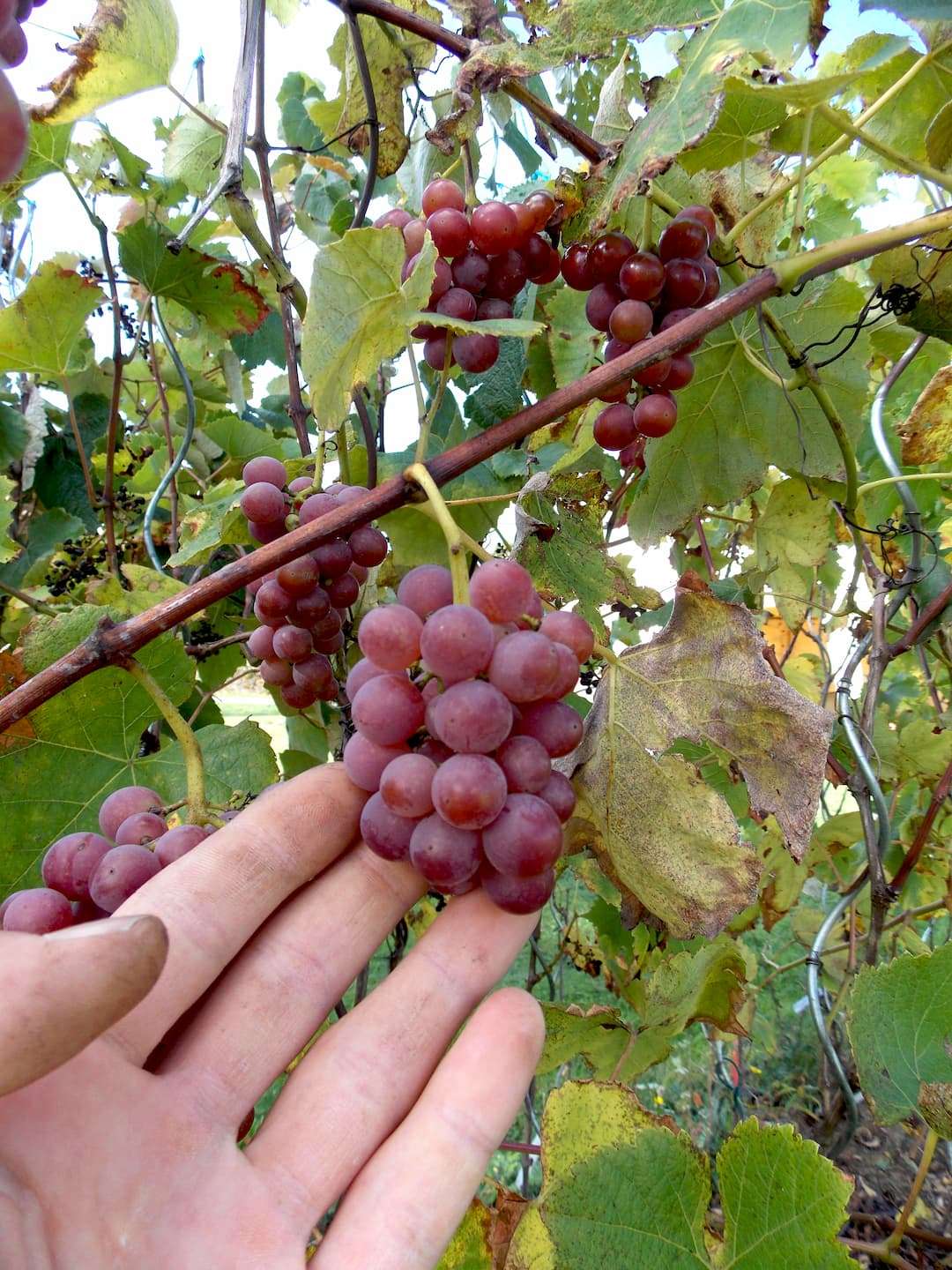 Raisin rose "Cunnigham" – Image 2