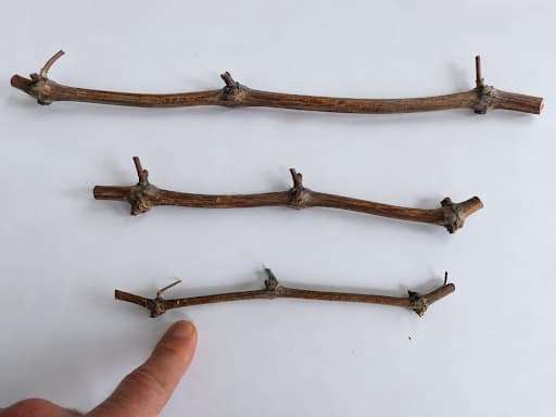 bouture-vigne-3-bourgeons