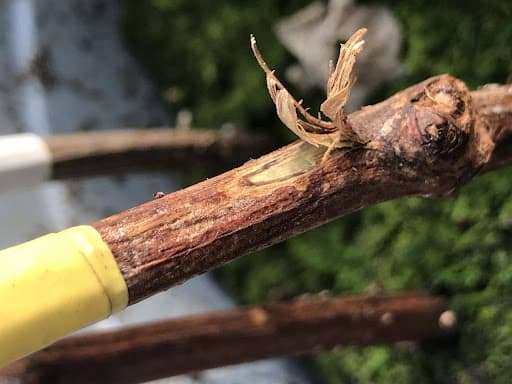 bouture-vigne-ecorce
